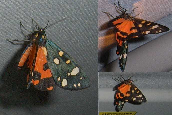 Coenonympha pamphilus e Callimorpha dominula